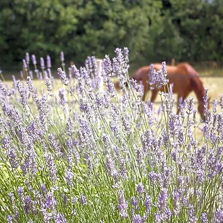 Castel Mazars B&B 카스텔누데몬트미랄