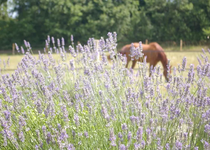Castel Mazars Frühstückspension